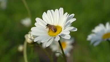 蜜蜂在花朵里飞来飞去采蜜视频的预览图